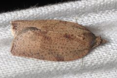 Meritastis laganodes