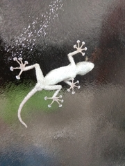 Ptyodactylus guttatus