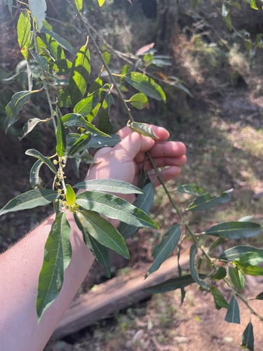 Large Lightning Bush (Clutia abyssinica)