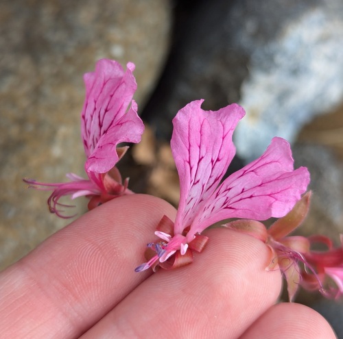 Pelargonium endlicherianum