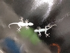 Ptyodactylus guttatus