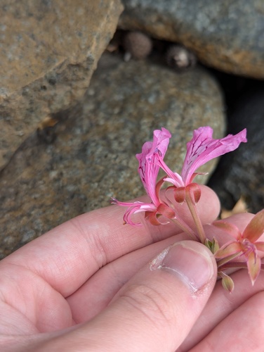 Pelargonium endlicherianum, photograph 2