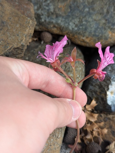 Pelargonium endlicherianum, photograph 1
