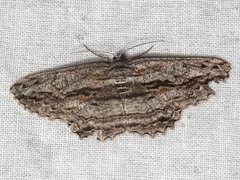 Scioglyptis loxographa