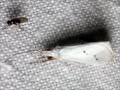 Asmicridea edwardsii