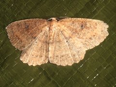 Casbia melanops