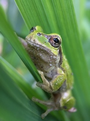 Hyla japonica