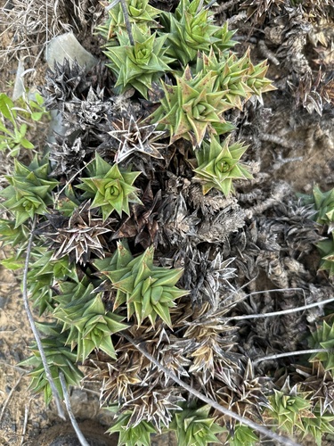 Haworthia congesta (Salm-Dyck) Parr 4