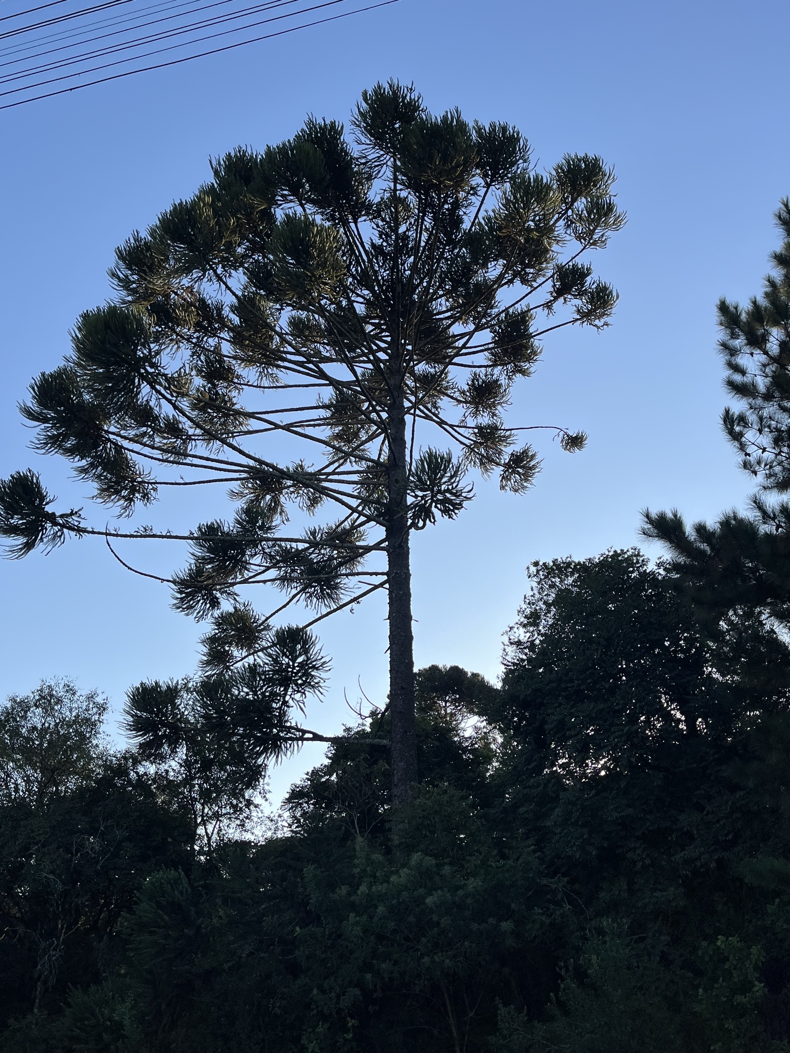 Araucaria angustifolia
