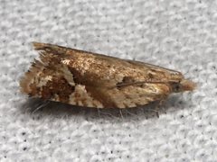 Euphona euphona