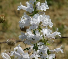Penstemon guadalupensis