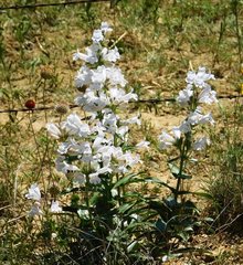 Penstemon guadalupensis