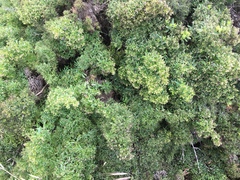 Galium catalinense acrispum