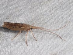 Kosrheithrus tillyardi