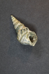 Aporrhais pespelecani