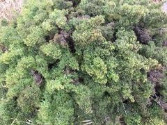 Galium catalinense acrispum