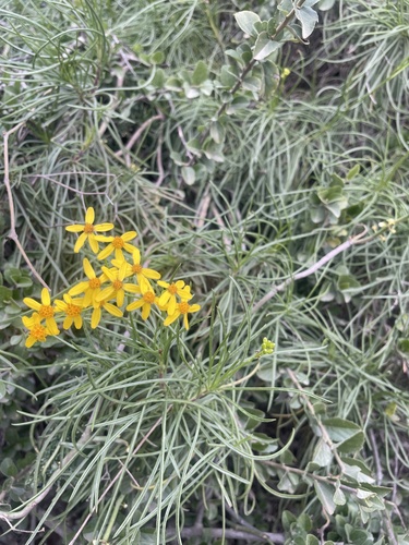 Tandbladig kruiskruid (Senecio odontophyllus)