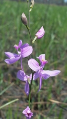 Calopogon pallidus