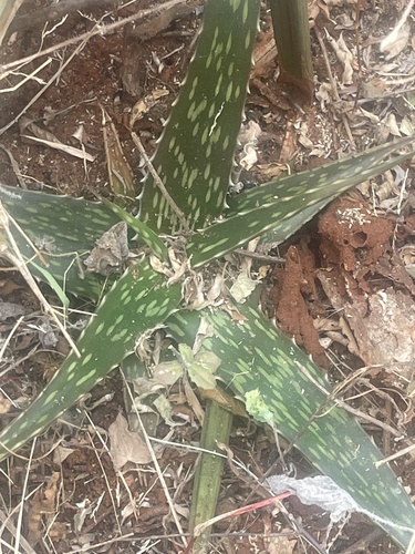 Aloe deserti