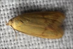 Aeolothapsa malacella