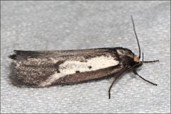Philobota acropola