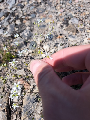 Image of Sabulina michauxii by (c) Bob Schwartz, some rights reserved (CC BY)