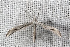 Platyptilia celidotus