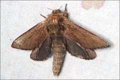 Oncopera rufobrunnea