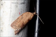 Garrha limbata