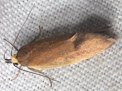 Delexocha ochrocausta