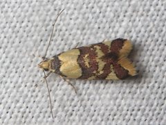 Callithauma callianthes