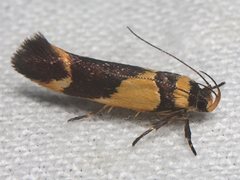 Macrobathra chrysotoxa