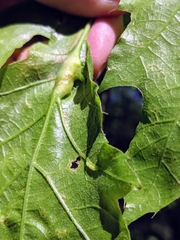 Melikaiella tumifica