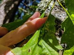 Melikaiella tumifica