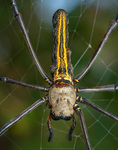 Giant Golden Orbweaver, photo 5 of 8