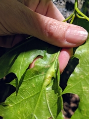 Melikaiella tumifica