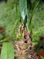 Myrmecodia tuberosa, photograph (c) Kai Squires, some rights reserved (CC BY)