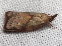 Enchocrates glaucopis