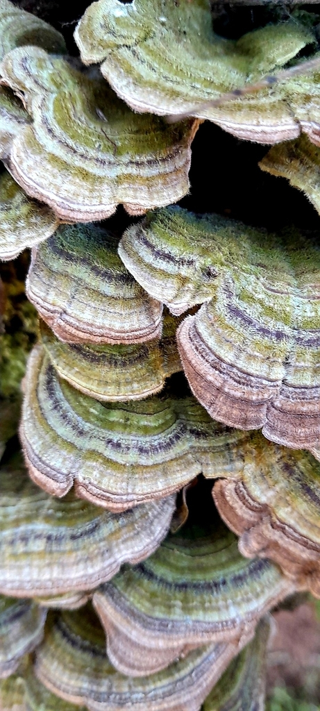Trametes villosa · October 2023 · photo: © rafaperazzolo (iNaturalist, cc-by)