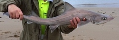 Mustelus