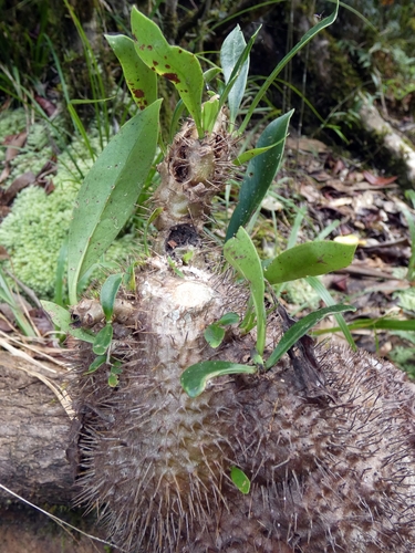 Myrmecodia tuberosa, photograph 3