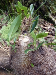 Myrmecodia tuberosa, photograph (c) Kai Squires, some rights reserved (CC BY)