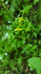 Ranunculus uncinatus