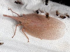 Rentinus dilatatus