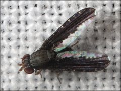 Trypetisoma