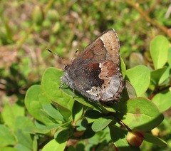 Callophrys henrici