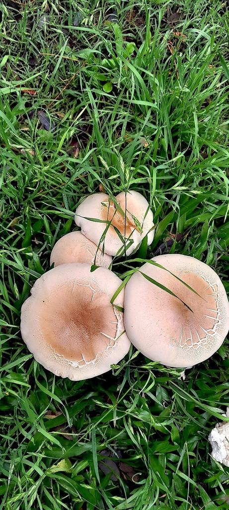 Macrocybe titans · September 2023 · photo: © rafaperazzolo (iNaturalist, cc-by)