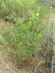 Grindelia stricta angustifolia