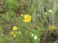 Grindelia stricta angustifolia