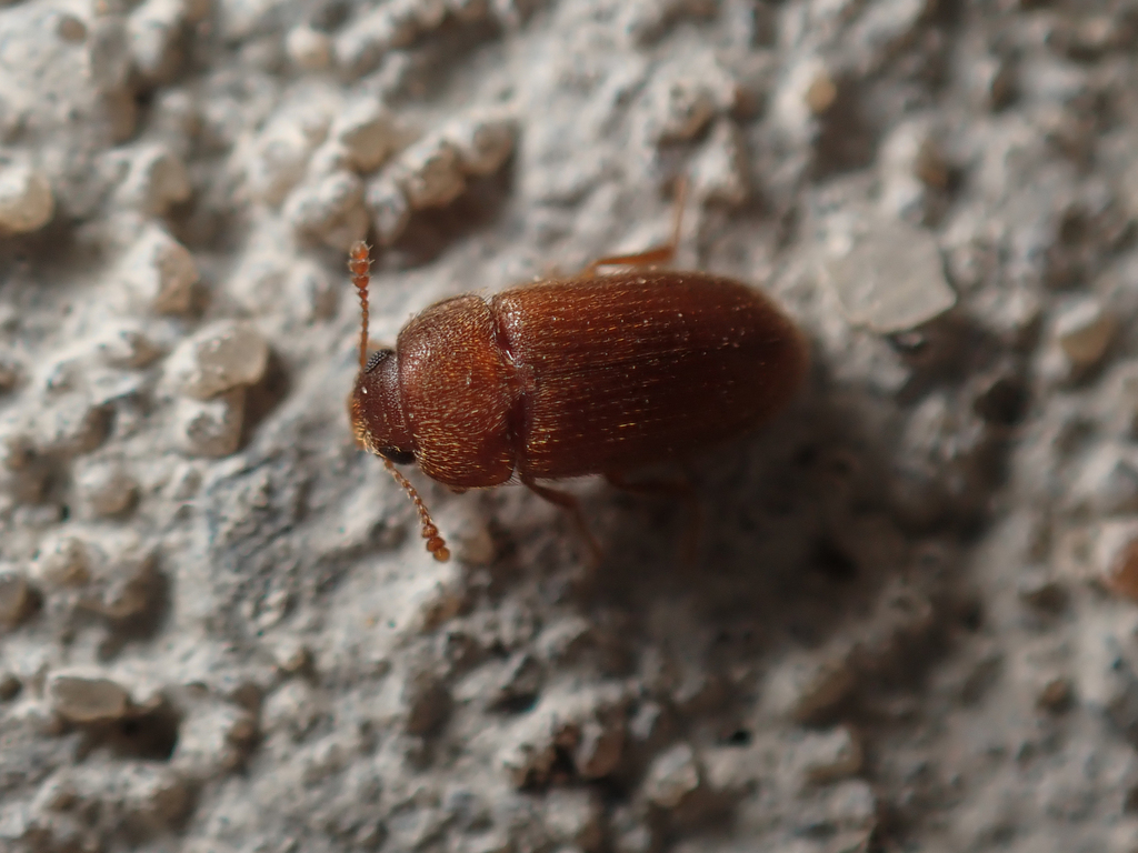 Typhaea from Bethany SA 5352, Australia on June 19, 2024 at 07:37 PM by ...